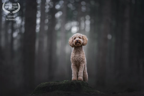 My own dog posing in a new found spot in a wonderful forest. He knows he's a prince charming.