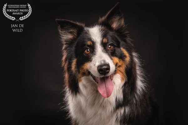 Sometimes mini shoots can surprise you, this was one of these surprises... What a beautiful dog is an Australian Cattle Dog.